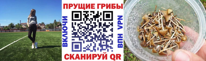 Галлюциногенные грибы MAGIC MUSHROOMS Купить закладки Ивантеевка